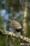 Laplanduil (Strix nebulosa)