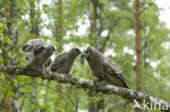 Great Grey Owl (Strix nebulosa)