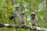 Laplanduil (Strix nebulosa)