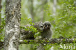 Laplanduil (Strix nebulosa)