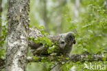 Laplanduil (Strix nebulosa)