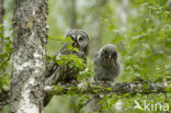 Laplanduil (Strix nebulosa)