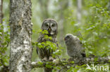 Laplanduil (Strix nebulosa)