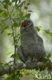 Laplanduil (Strix nebulosa)