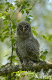 Laplanduil (Strix nebulosa)