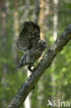 Laplanduil (Strix nebulosa)