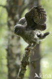 Laplanduil (Strix nebulosa)