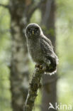 Laplanduil (Strix nebulosa)