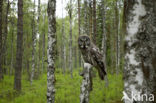 Laplanduil (Strix nebulosa)