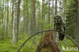 Laplanduil (Strix nebulosa)