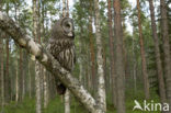 Laplanduil (Strix nebulosa)