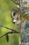 Laplanduil (Strix nebulosa)