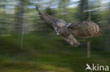 Great Grey Owl (Strix nebulosa)