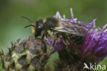 Lapse behangersbij (Megachile lapponica)