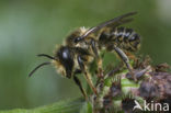 Lapse behangersbij (Megachile lapponica)