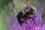 Broken belted bumblebee (Bombus soroeensis)