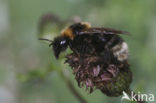 Lichte koekoekshommel (Bombus barbutellus) 