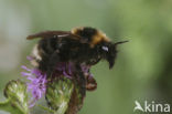 Lichte koekoekshommel (Bombus barbutellus) 