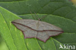 Lieveling (Timandra comae)