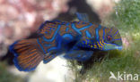 Mandarinfish (Synchiropus splendidus)