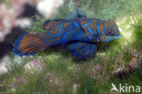 Mandarinfish (Synchiropus splendidus)