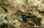 Mandarinfish (Synchiropus splendidus)