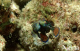 Mandarinfish (Synchiropus splendidus)