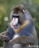 Mandril (Mandrillus sphinx) 