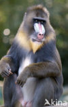 Mandrill (Mandrillus sphinx) 