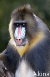 Mandril (Mandrillus sphinx) 