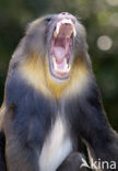 Mandrill (Mandrillus sphinx) 