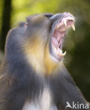 Mandrill (Mandrillus sphinx) 