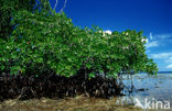 Mangrove