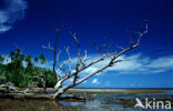 Mangrove