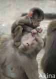 Hamadryas Baboon (Papio hamadryas)