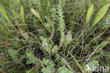Sea Milkwort (Glaux maritima)