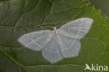 Melkwitte zomervlinder (Jodis lactearia)