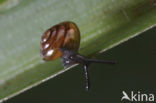 Euconulus alderi