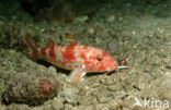 Red Mullet (Mullus surmuletus)