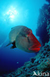 Humpback wrasse