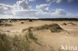 National Park Drents-Friese Wold