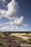 National Park Drents-Friese Wold