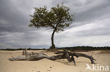 Nationaal Park Loonse en Drunense Duinen