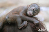 Orangutan (Pongo pygmaeus) 