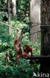 Orang oetan (Pongo pygmaeus) 