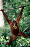 Orang oetan (Pongo pygmaeus) 