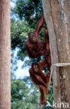 Orang oetan (Pongo pygmaeus) 