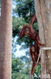 Orang oetan (Pongo pygmaeus) 