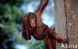 Orang oetan (Pongo pygmaeus) 