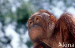 Orang oetan (Pongo pygmaeus) 